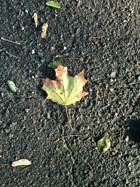 Yaprak yere, çimento arka planda. 