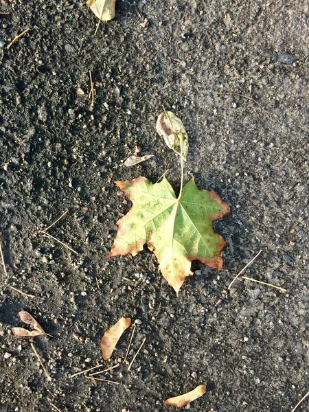 Leaf in on the floor which is cement background — Stock Photo, Image