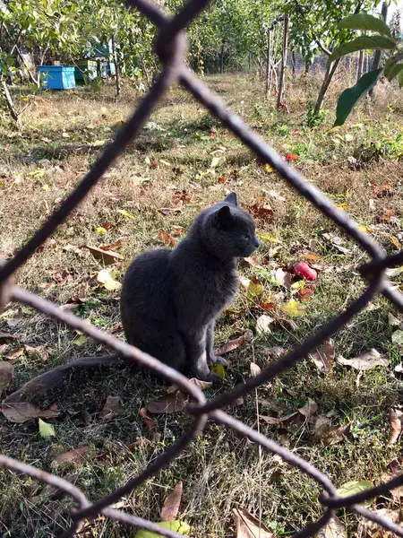 Gato cinza caminha no jardim de outono — Fotografia de Stock