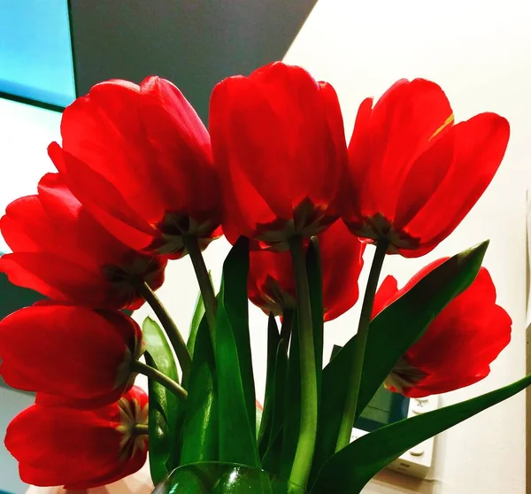 Güzel bahar kırmızı laleleri. buket