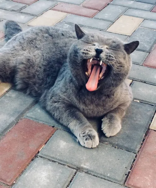 Bahçedeki evcil kediler. İngilizler