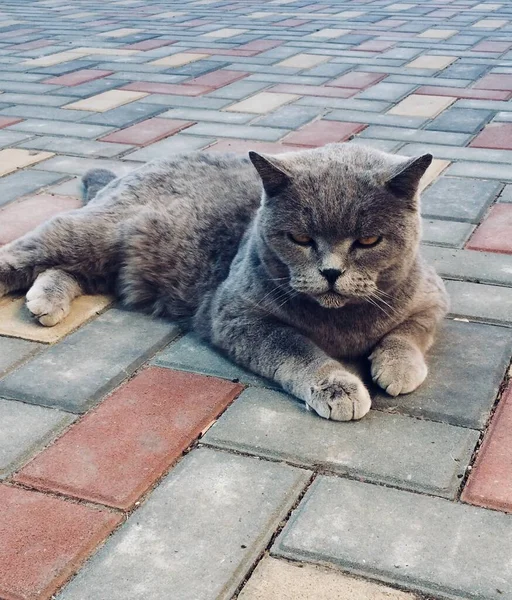 Husdjur katter på gården. Förenade kungariket — Stockfoto