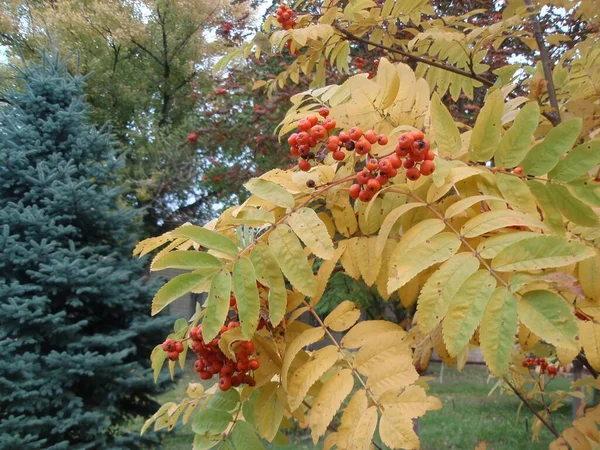 Feuilles d'automne sur fond en bois — Photo