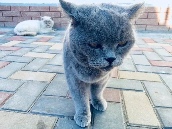 Bahçedeki evcil kediler. İngilizler