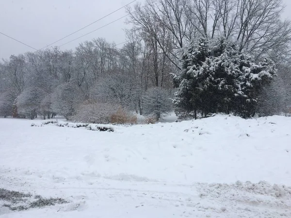 Şehirdeki yol kenarındaki ağaçlar ve çalılar karla kaplı.