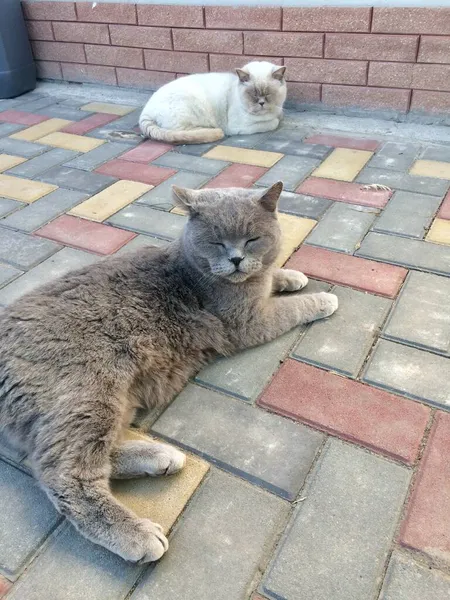 Домашних кошек во дворе. Британцы — стоковое фото
