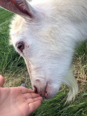 Beyaz keçi. Evcil safkan keçi. Kır hayatı..