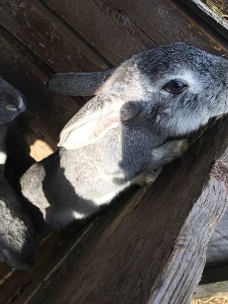 Kafesteki gri evcil tavşanlar