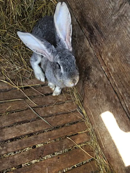 Kafesteki gri evcil tavşanlar