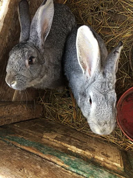 Kafesteki gri evcil tavşanlar