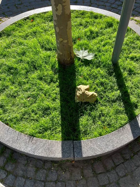 Yeşil bir arka planda kuru yapraklar izole edilmiş..