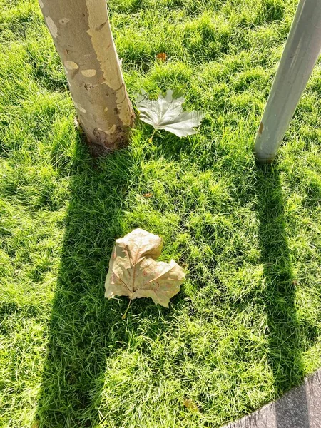 Yeşil bir arka planda kuru yapraklar izole edilmiş..