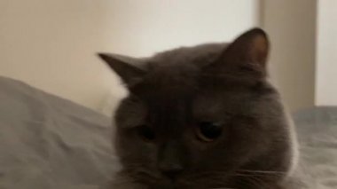 Yatakta oturan komik gri kedi