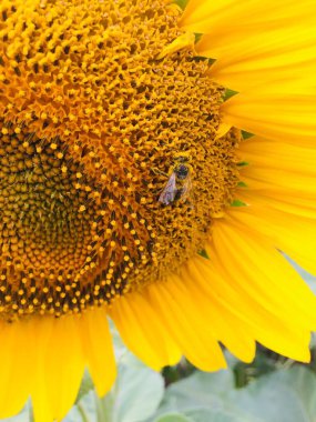 Yaz. Tarlada bir arı ile ayçiçeği