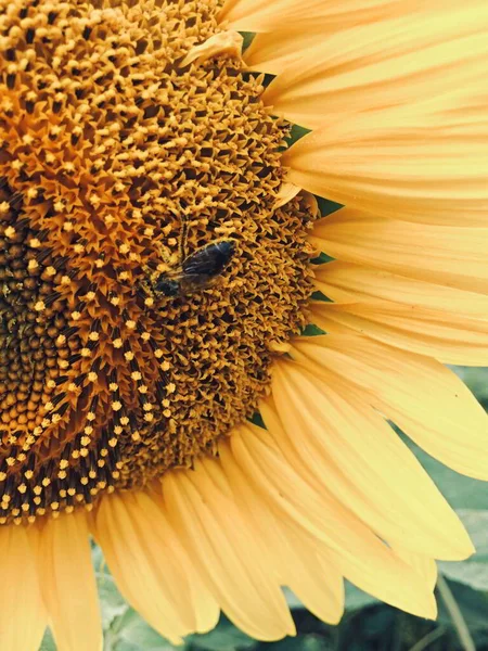 L'été. tournesol avec une abeille dans le champ — Photo