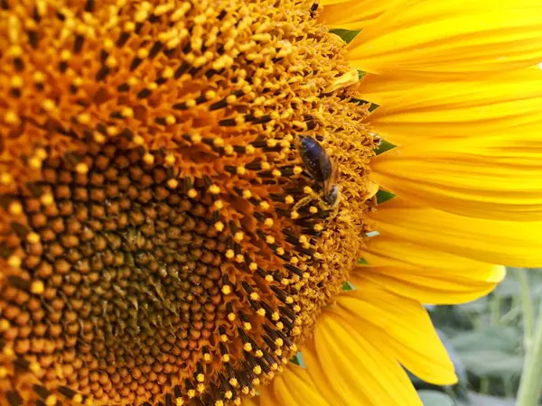 L'été. tournesol avec une abeille dans le champ — Photo