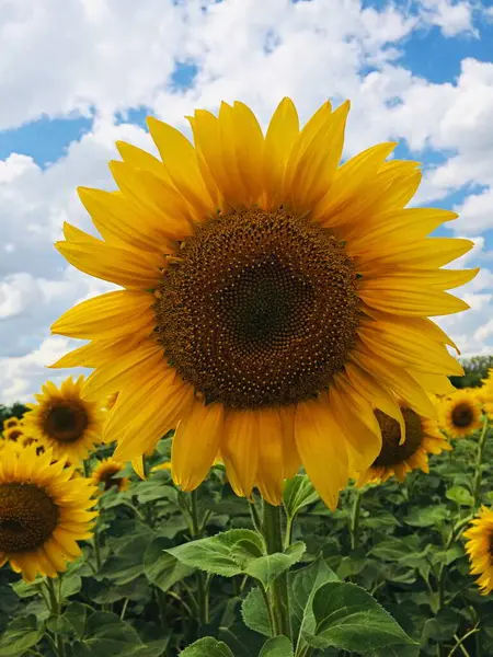 Zomer. veld van zonnebloemen en heldere heldere hemel — Stockfoto