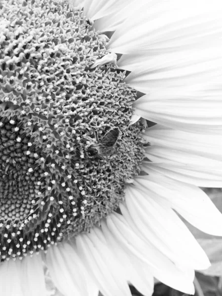 Zomer. zonnebloem met een bij in het veld — Stockfoto