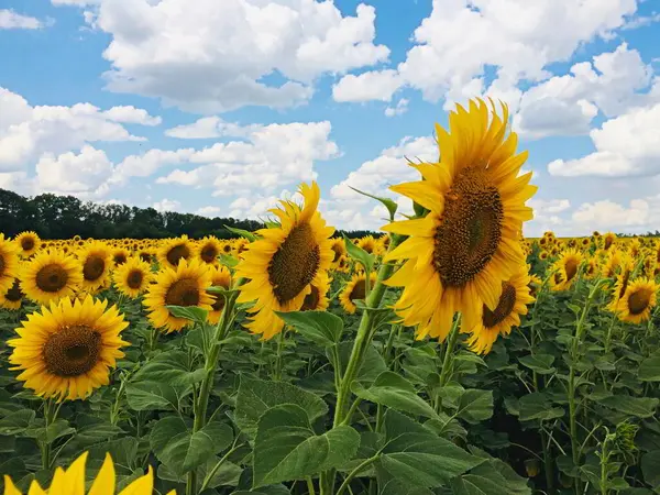 L'été. champ de tournesols et ciel clair — Photo