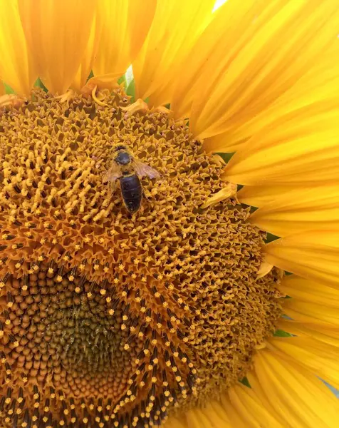 L'été. tournesol avec une abeille dans le champ — Photo