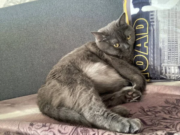 Foto van een grappige binnenlandse kat thuis ras Britse — Stockfoto