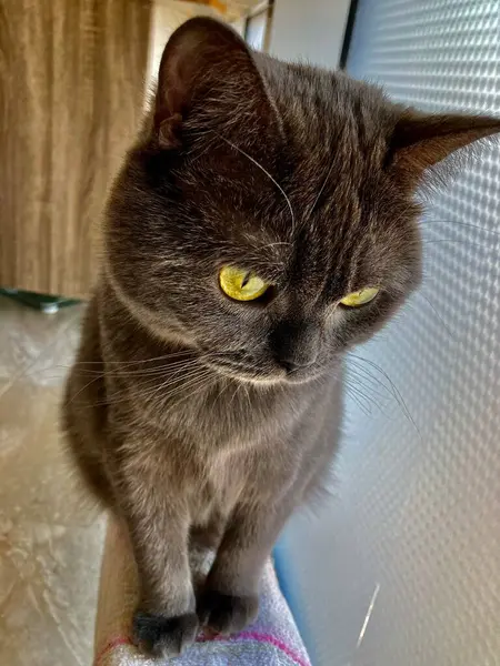 Foto de um gato doméstico engraçado em casa raça britânica — Fotografia de Stock