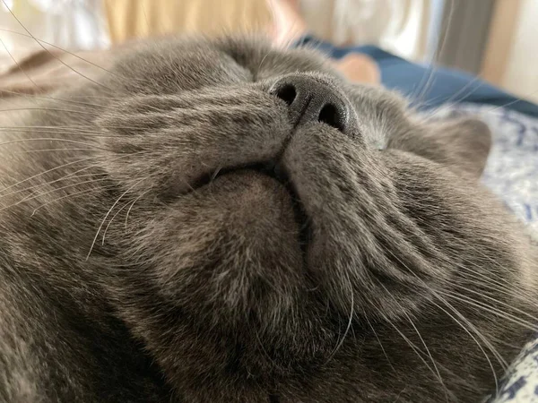 Фото смешной домашней кошки британской породы — стоковое фото