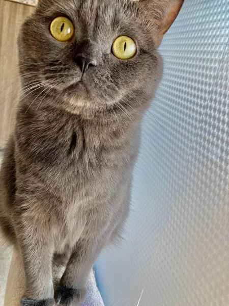 Foto de um gato doméstico engraçado em casa raça britânica — Fotografia de Stock