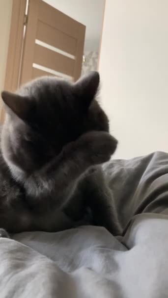 Videó egy vicces belföldi macska otthon tenyészt Brit — Stock videók