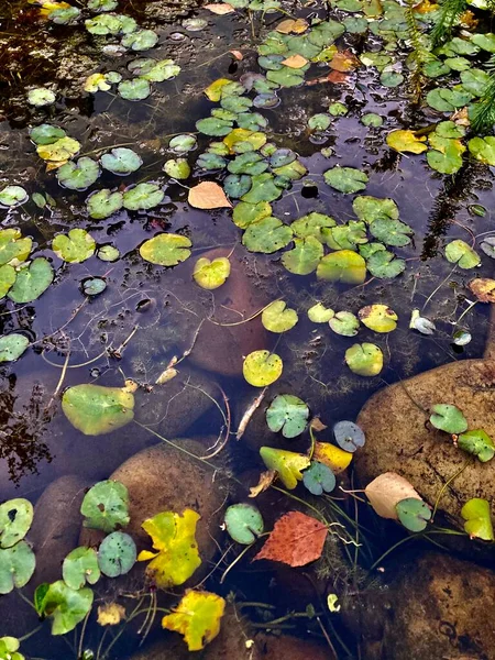 Parkta küçük havuz