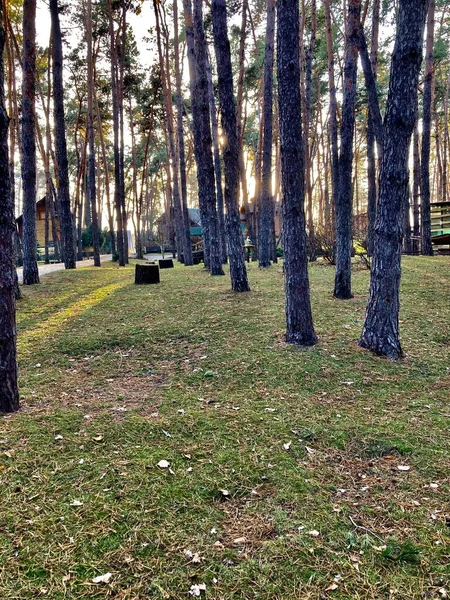 Güzel günbatımı ve dinlenme merkezinde ağaçlar