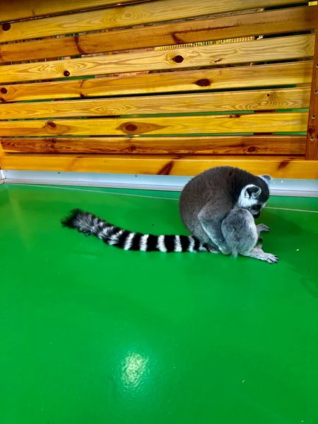 Niedlicher Lemur im Streichelzoo — Stockfoto