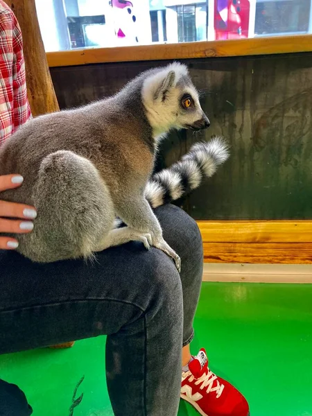 Lêmure bonito em um zoológico de animais de estimação — Fotografia de Stock