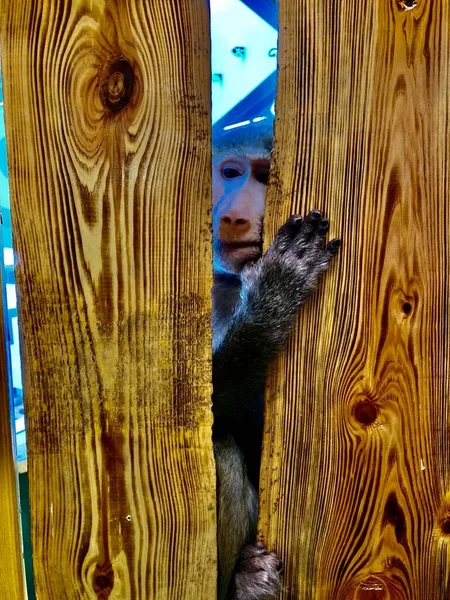 Macaco bonito em um zoológico — Fotografia de Stock