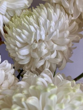 Beyaz çiçek sergileniyor. Bu çiçekler düğün arkaplanı için harika bir dekorasyon..