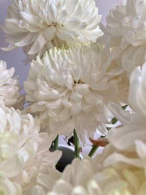 Beyaz çiçek sergileniyor. Bu çiçekler düğün arkaplanı için harika bir dekorasyon..