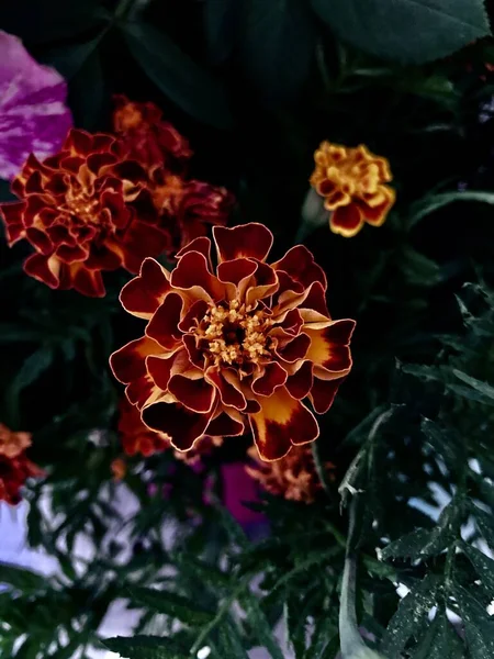 Kadife çiçekleri ya da Çernoverler, narin renkte. Ukrayna 'nın Doğası