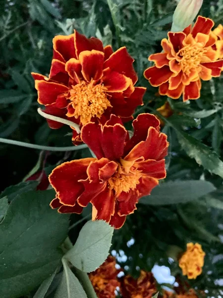 Flores de calêndula ou Chernobrivets, cor delicada. Natureza da Ucrânia — Fotografia de Stock