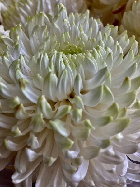 Witte bloem tentoongesteld. Deze bloemen zijn geweldig decoratie voor bruiloft achtergrond. — Stockfoto