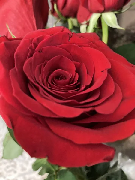 Kırmızı gül yapraklarından su damlaları akıyor.