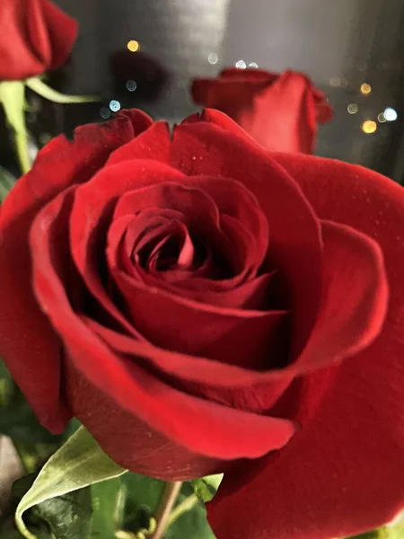 Kırmızı gül yapraklarından su damlaları akıyor.