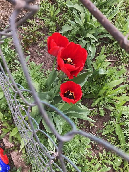 Bouque tulipány. Dárek pro ženy.. — Stock fotografie