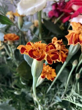 Kadife çiçekleri ya da Çernoverler, narin renkte. Ukrayna 'nın Doğası