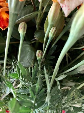 Kadife çiçekleri ya da Çernoverler, narin renkte. Ukrayna 'nın Doğası