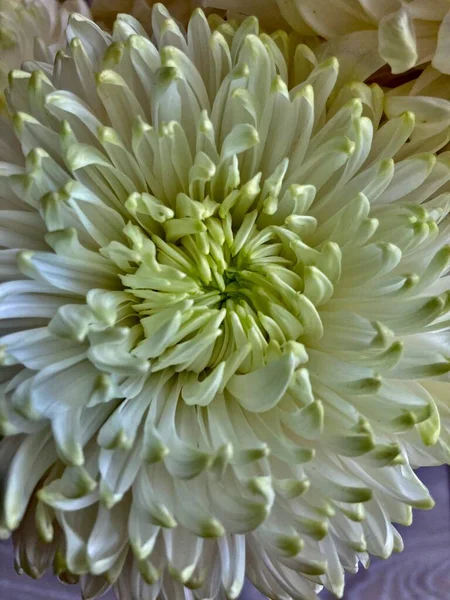 Beyaz çiçek sergileniyor. Bu çiçekler düğün arkaplanı için harika bir dekorasyon..