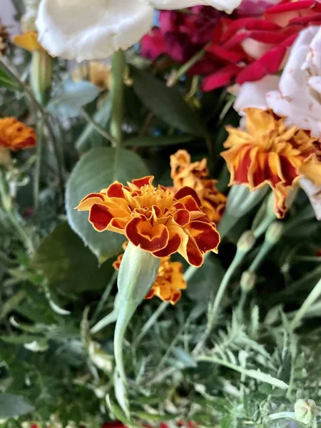 Flores de caléndula o Chernobrivets, color delicado. Naturaleza de Ucrania — Foto de Stock