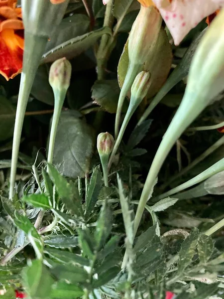 Kadife çiçekleri ya da Çernoverler, narin renkte. Ukrayna 'nın Doğası