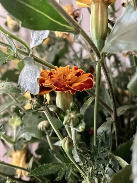 Fiori di calendula o rivetti di Chernobrivets, colore delicato. Natura dell'Ucraina — Foto Stock