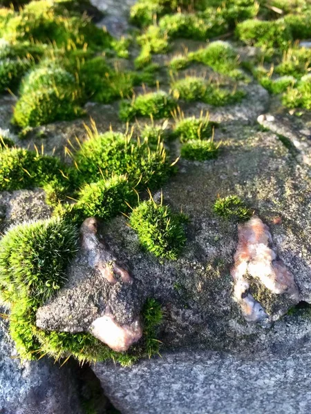 Politrikyum piliferum, kaya üzerinde kıllı saç yosunu.