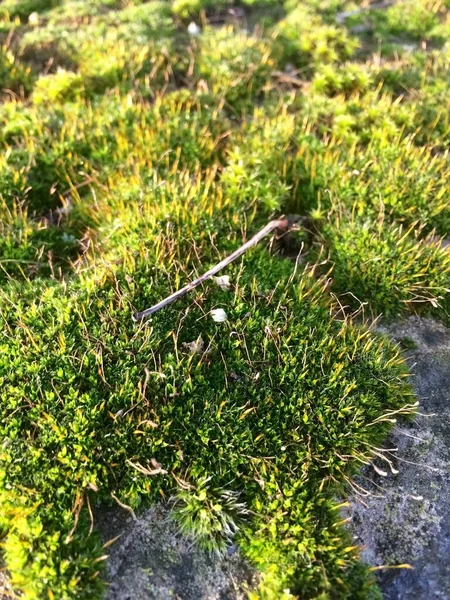 Politrikyum piliferum, kaya üzerinde kıllı saç yosunu.